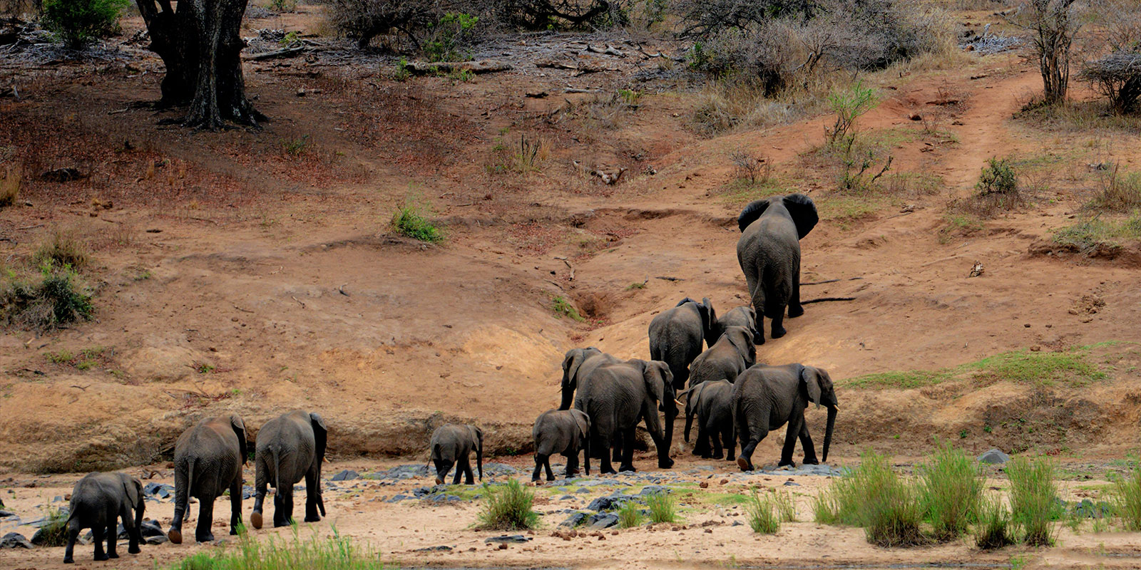 Elephants in Meru National Park