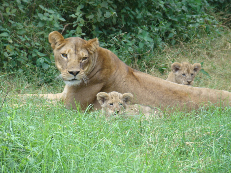 Lion at Amboseli National Park