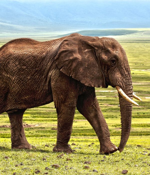 Elephant in Meru National Park