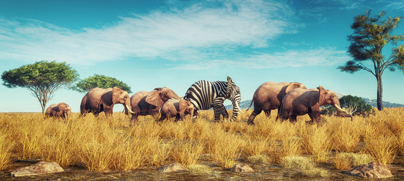 Elephants in Samburu National Park