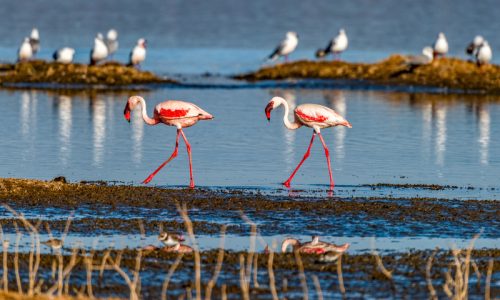 birds at Lake Nakuru National Park