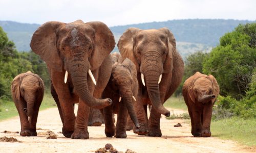 Elephants walking at Amboseli National Park