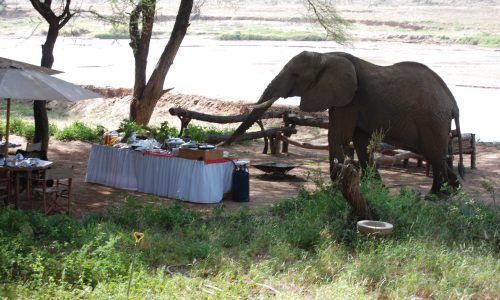 Elephant in Samburu National Reserve