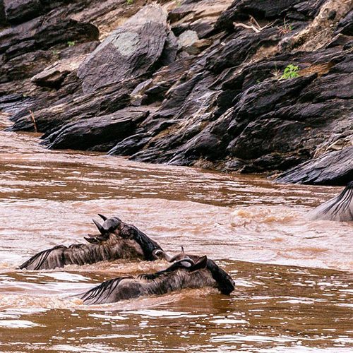 Maasai Mara Reserve