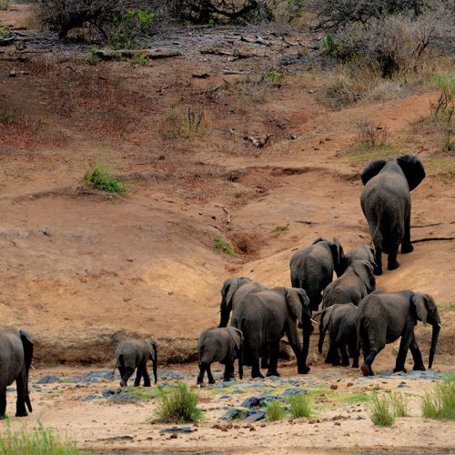 Elephants in Meru National Park